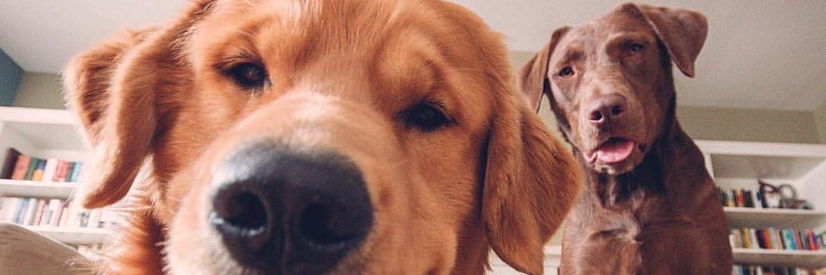 Hi, i'm Baloo! banner
