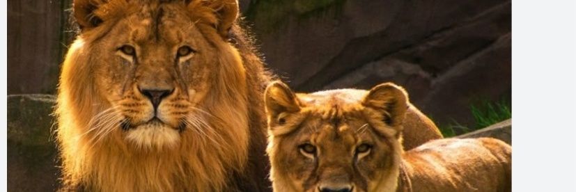MKanyana's profile banner image