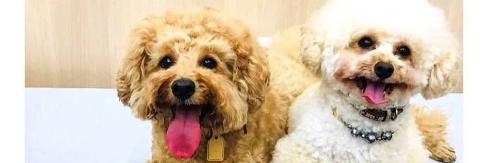 chenyu912's profile banner image