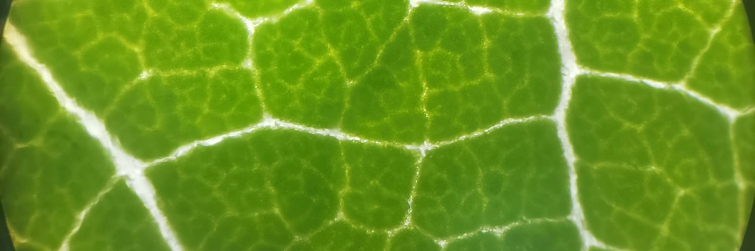 green_witch___'s profile banner image