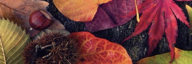 MarthaQuihui's profile banner image