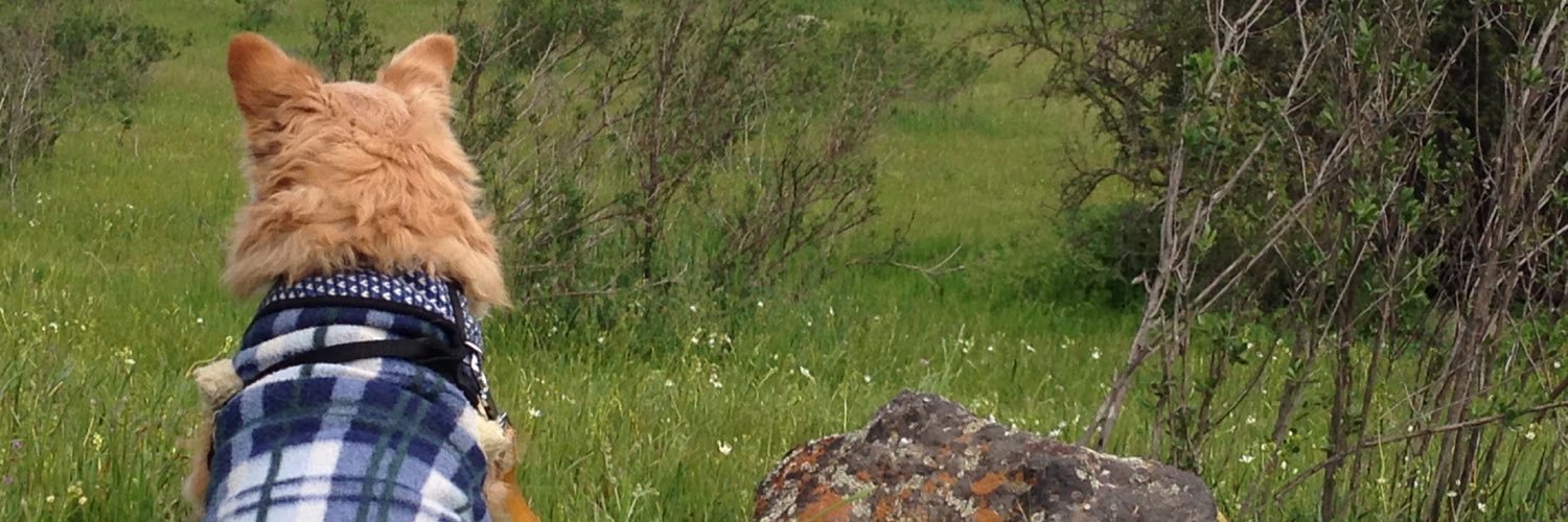 _ajicito's profile banner image