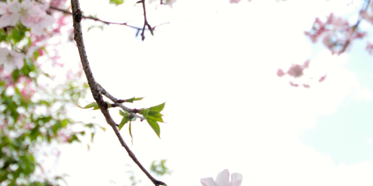 HanZewei's profile banner image