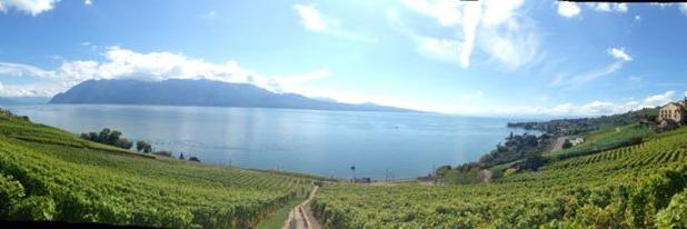 Cheryl Case Johnson banner