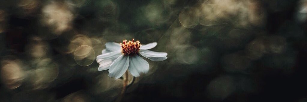 aliveeve_'s profile banner image