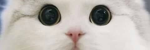 amaliadjuns's profile banner image