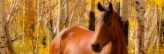 dhelley's profile banner image
