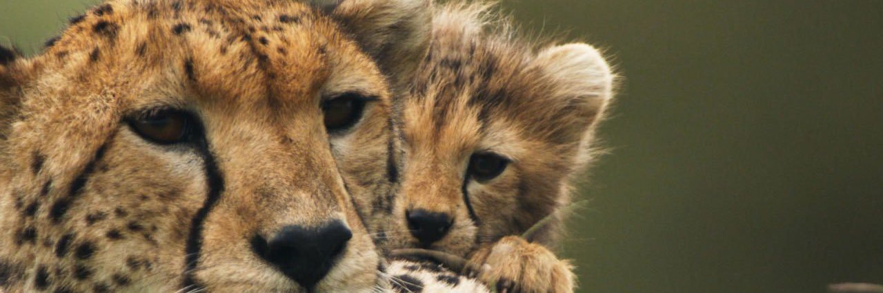 Pecosa 🐆 banner