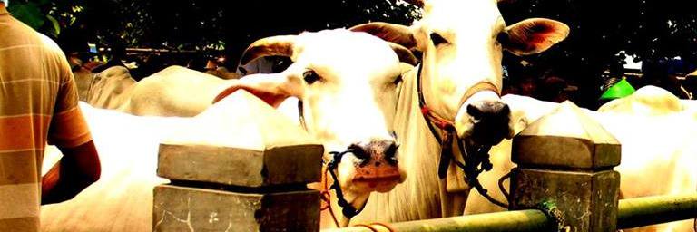 madiqbal93's profile banner image