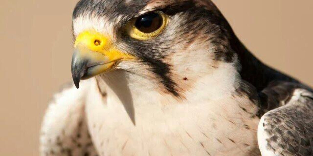 الــحــــر banner