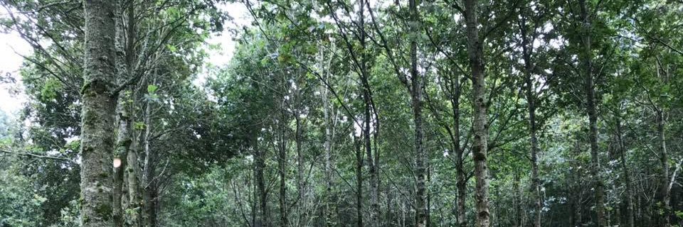 John Sherlock | Sherlogs Firewood & Craft Timber banner