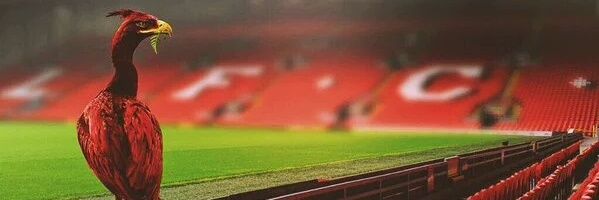 lnjfn's profile banner image