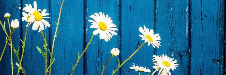 vnnyits's profile banner image