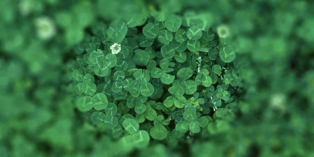 IrishLoopCofC's profile banner image