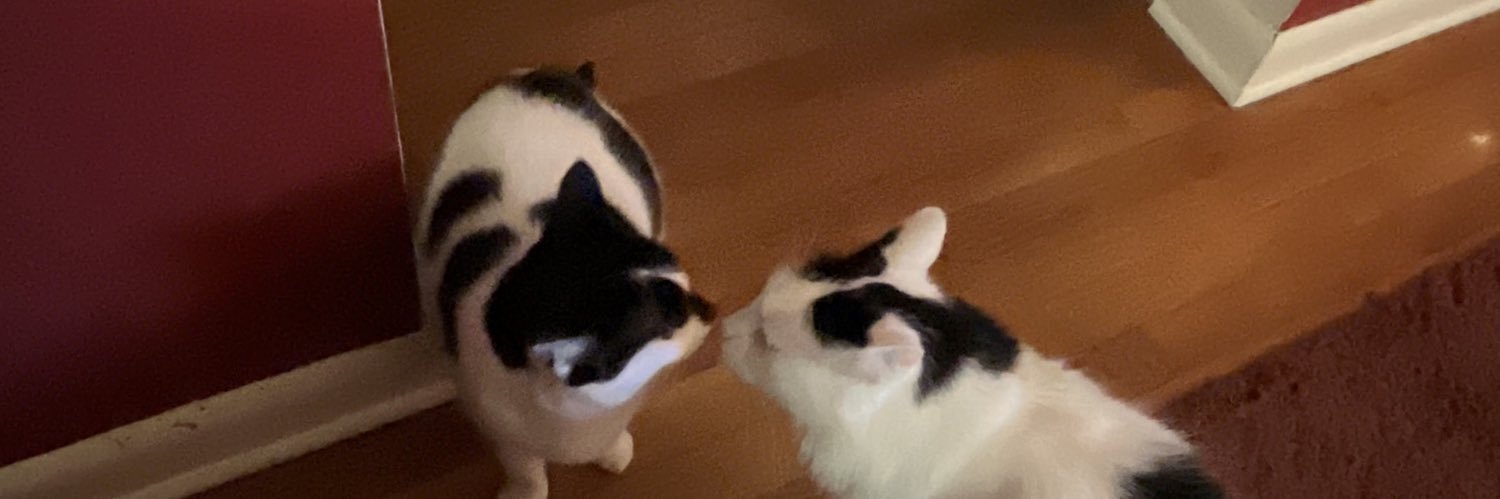 Laura Morris 🍉🇺🇦☮️ MET JCB!!! banner