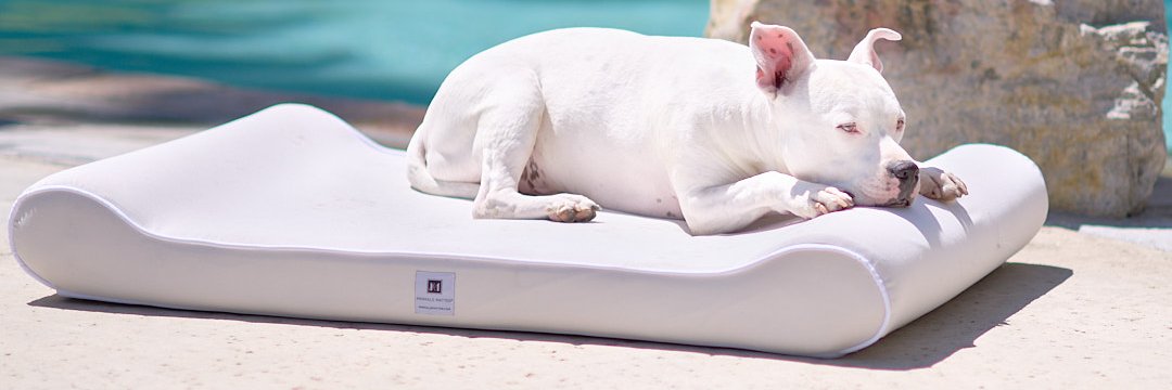 animalsmatter's profile banner image
