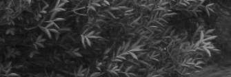 Vil_Max1's profile banner image