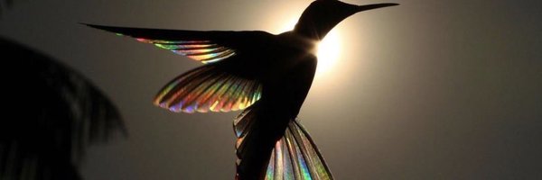 zzestaa Profile Banner