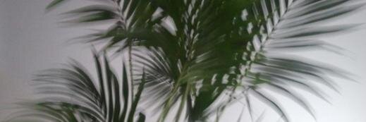 RECKLESSOAF's profile banner image
