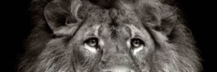 leonine77 banner