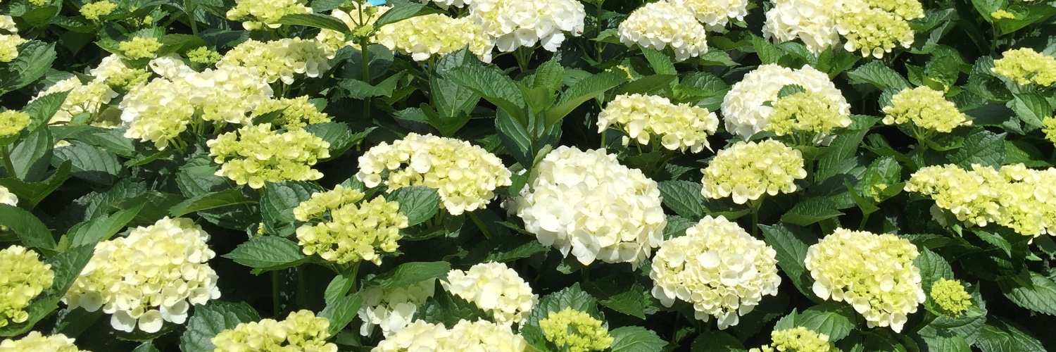 InBloomGroup's profile banner image