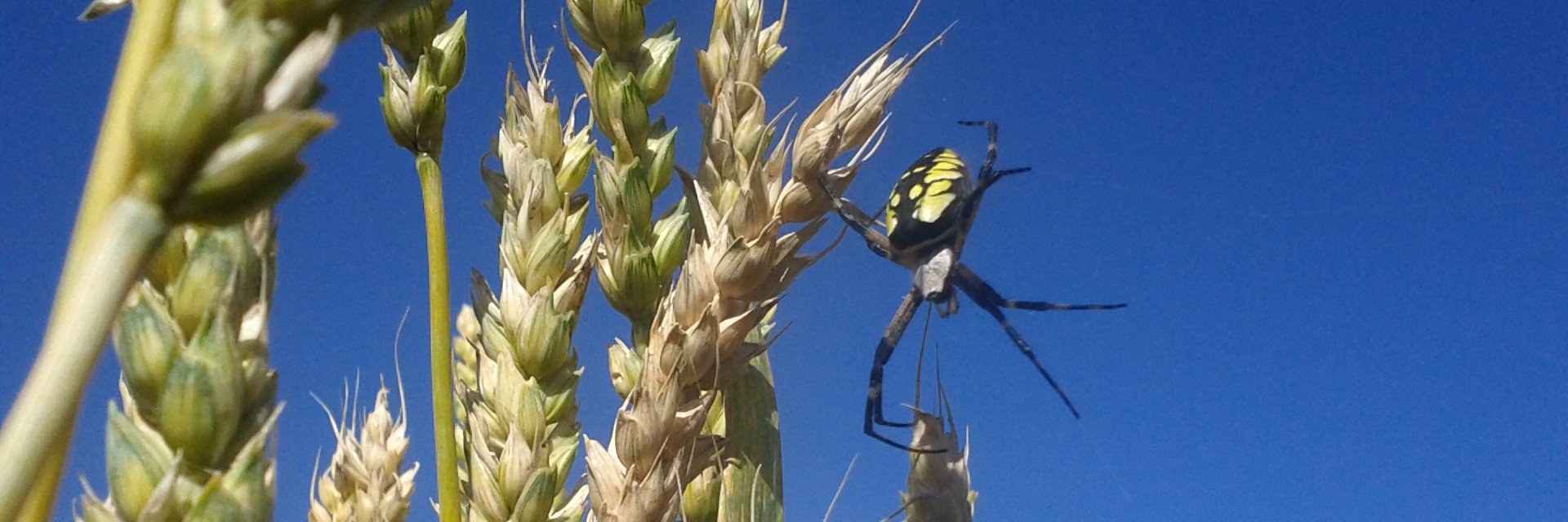 Paul Caplette banner