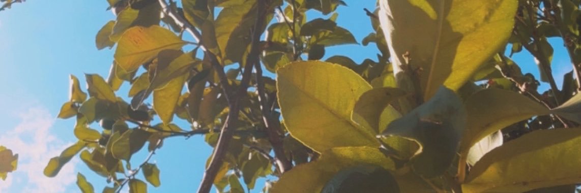 sarah_mnc's profile banner image