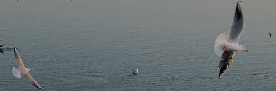 SahSah_22's profile banner image