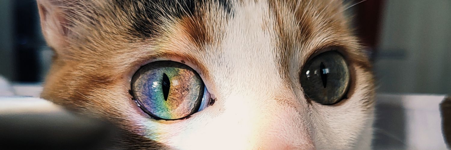 bebearainha's profile banner image