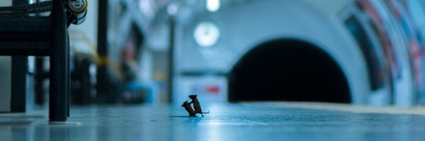 robertogarma Profile Banner