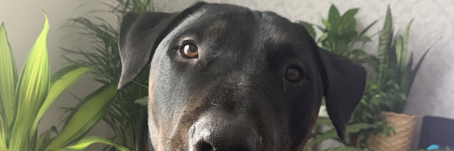 LauraLupa_'s profile banner image