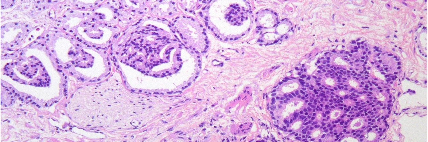 Samson W. Fine, MD banner