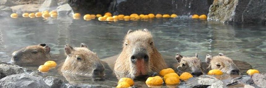 カピバラさま🍊🇨🇭 banner