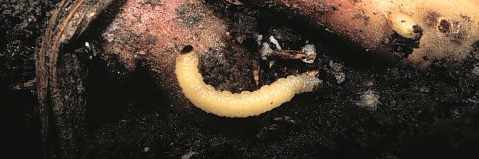 Joseph Lee Spencer banner