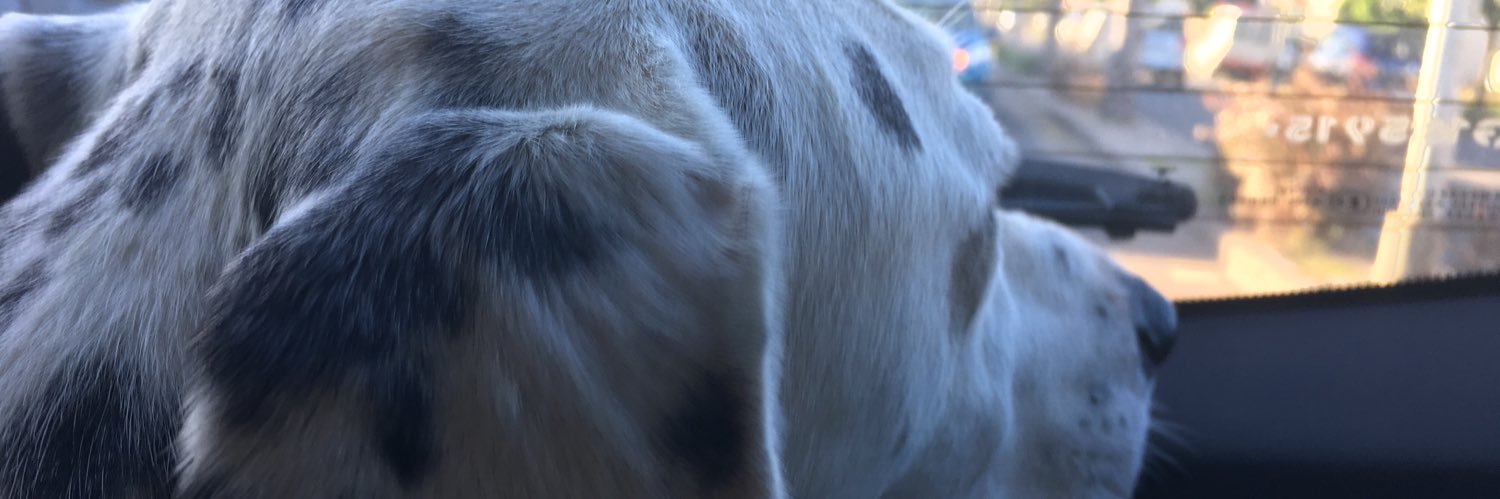 camigargiulo1's profile banner image
