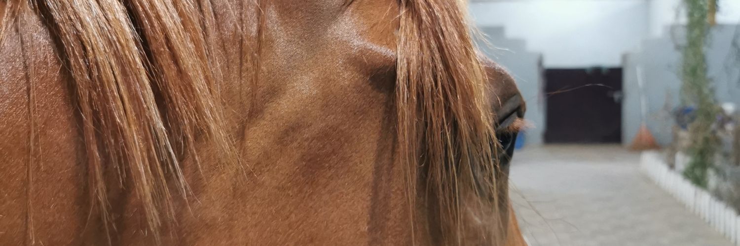 MAlomarQ8's profile banner image