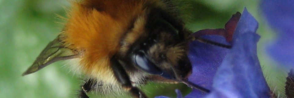 SActonCampbell's profile banner image