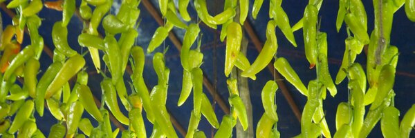 sanglard1 Profile Banner