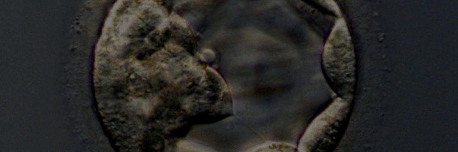Cell Stem Cell's banner