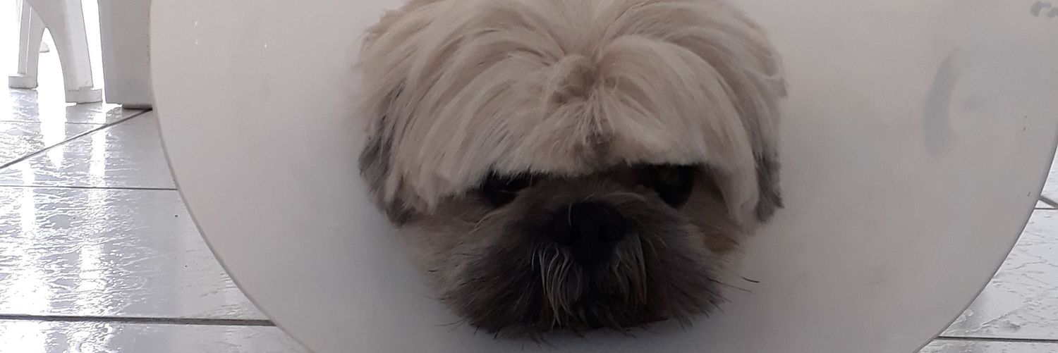mai banner