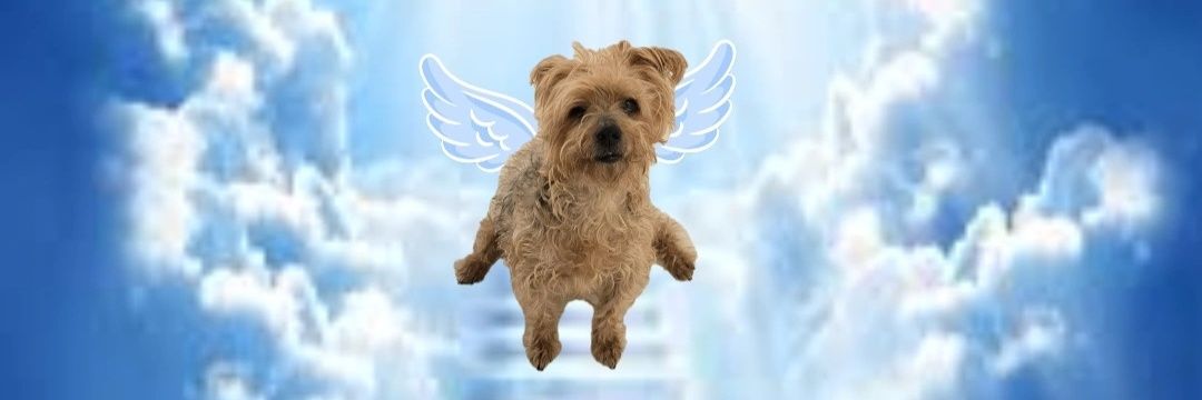majofeddi's profile banner image
