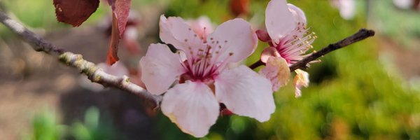 MusicalAbuse Profile Banner