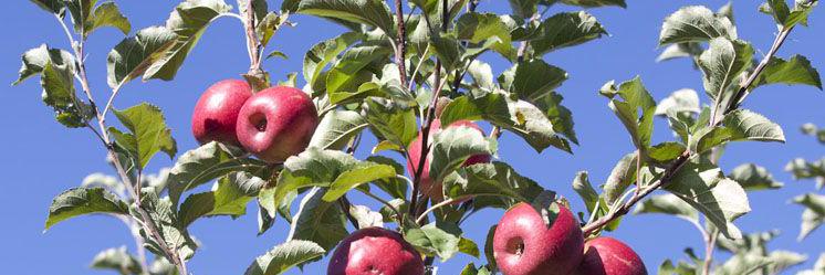 Cider Australia banner