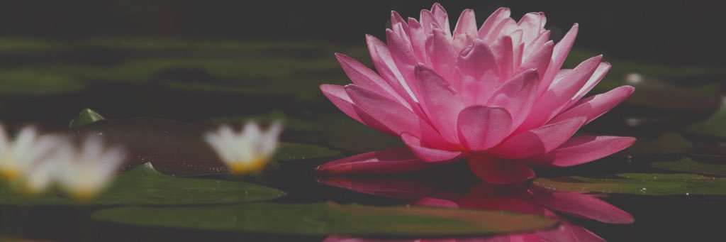 ArielMirai's profile banner image