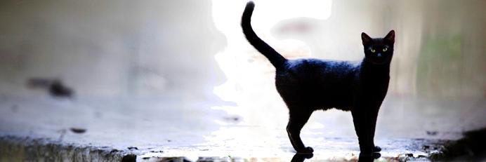 SuarezLaMatanza's profile banner image