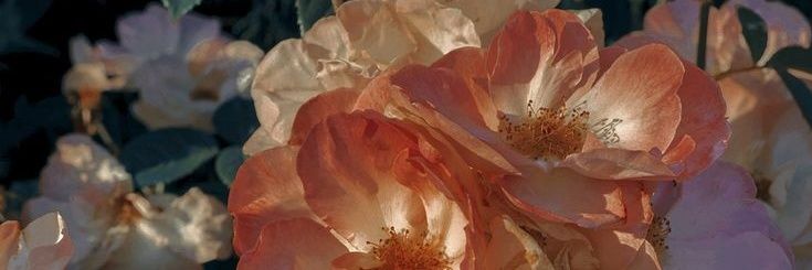 pequeuge's profile banner image