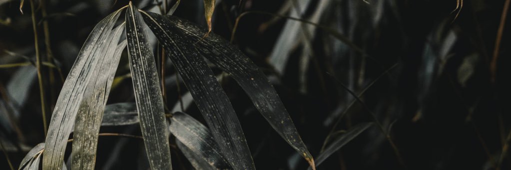 chaseviken's profile banner image