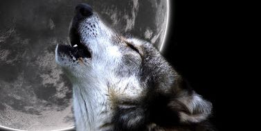 gerbear234's profile banner image