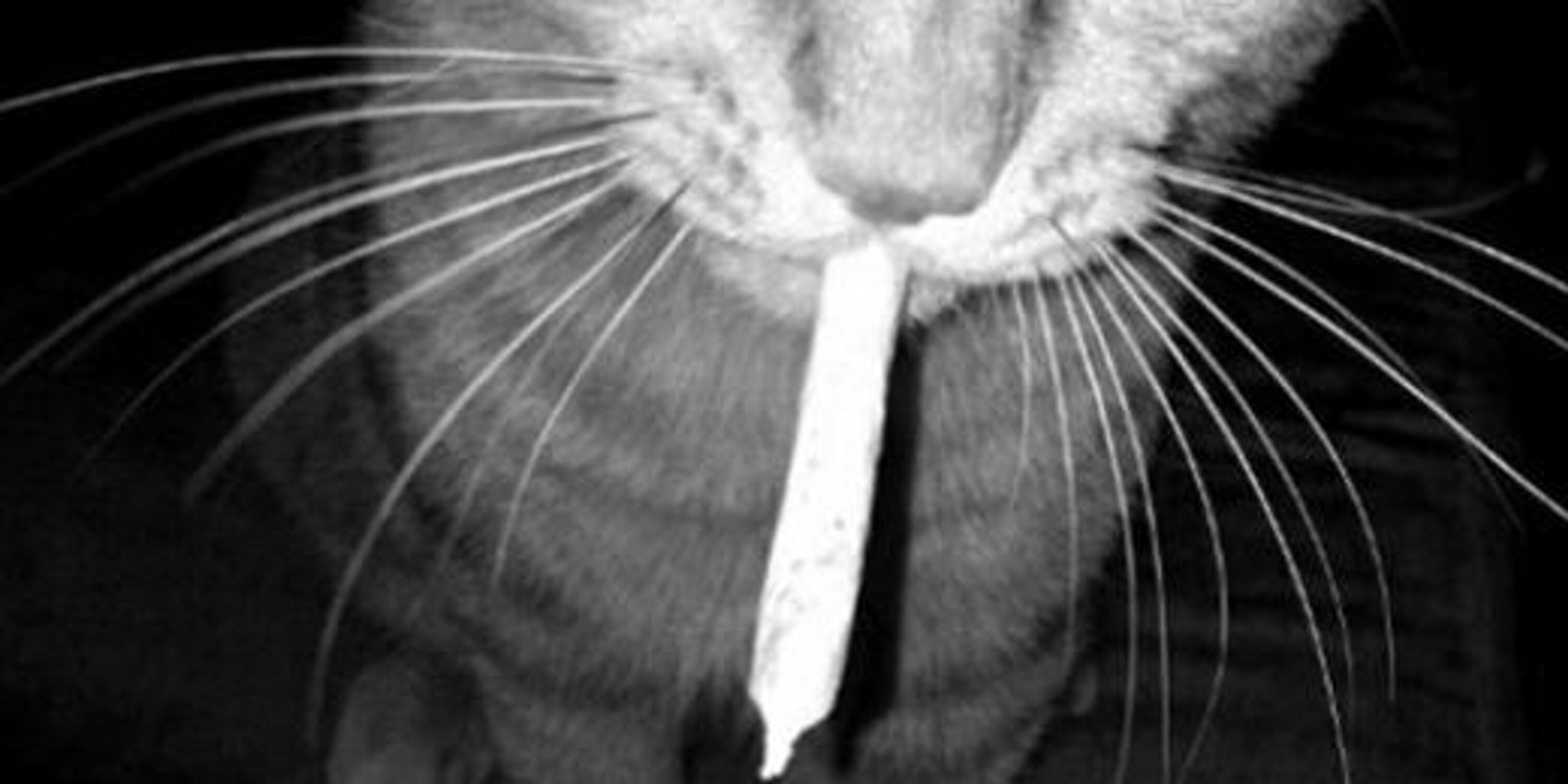 Apandacat's profile banner image