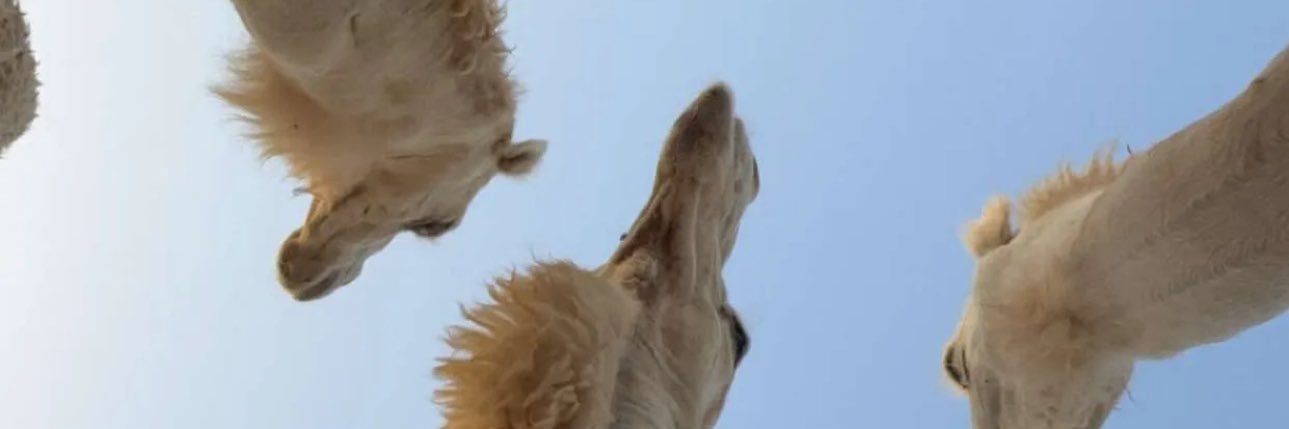 يوسف عبدالرحمن العنزي banner